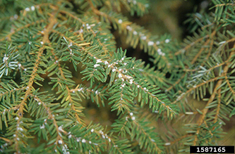 Uploaded Image: /vs-uploads/Invasives Blog/HemlockWoolyAdelgid.jpg